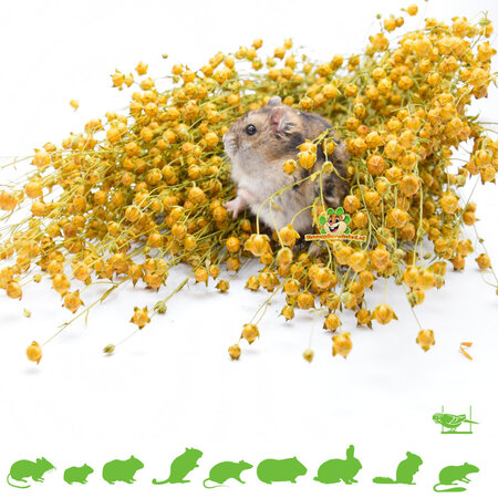 Knaagdier Kruidenier Flaxseed Harvest 200 grams for Rodents & Birds