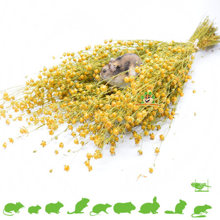 Knaagdier Kruidenier Linseed Flax Harvest for Rodents & Birds