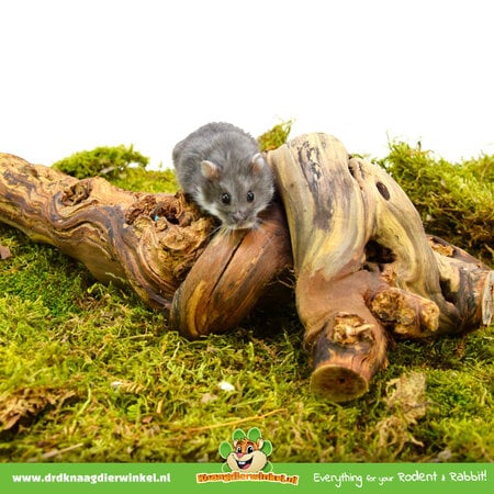 Trixie Sandblasted Vine