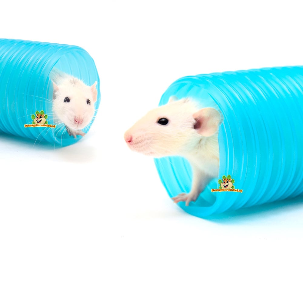 Oswojony szczur – ciekawe zwierzę, które lubi eksplorować i biegać przez tunele