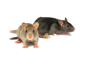 Ratten Gezondheid