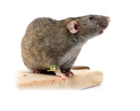 Plateformes et échelles à rats