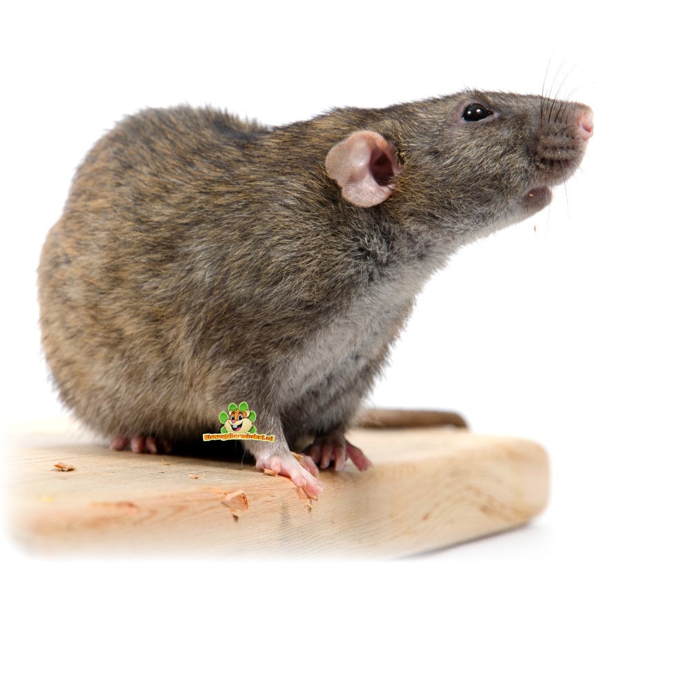 Rat apprivoisé – grimpeur astucieux qui aime utiliser les voies et les aires de repos.