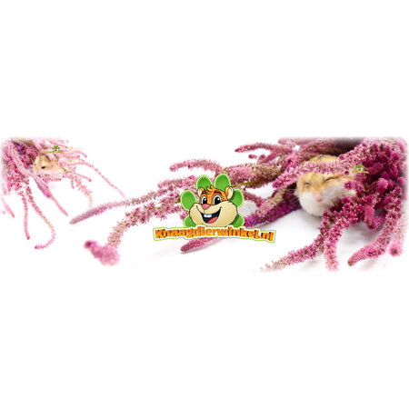 Knaagdier Kruidenier Getrockneter Meereslavendel