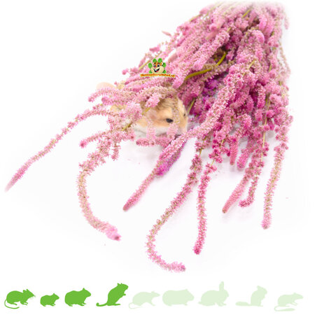 Knaagdier Kruidenier Gedroogde Zeelavendel