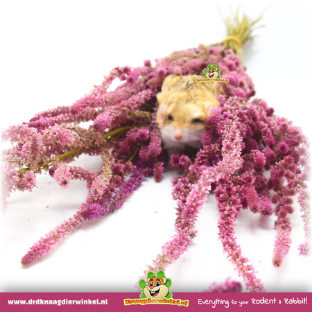 Knaagdier Kruidenier Getrockneter Meereslavendel