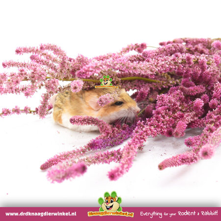 Knaagdier Kruidenier Getrockneter Meereslavendel