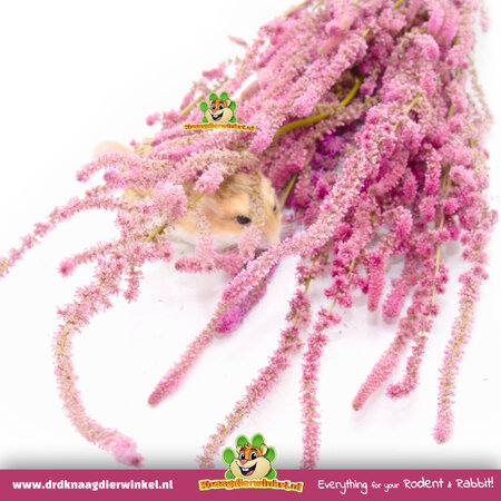 Knaagdier Kruidenier Lavande de mer séchée