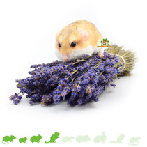 Gedroogde Lavendel Oogst