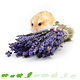 Knaagdier Kruidenier Dried Lavender Harvest