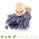 Knaagdier Kruidenier Dried Lavender Harvest