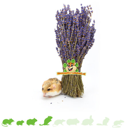 Knaagdier Kruidenier Cosecha de lavanda seca para jardinería de hámsters
