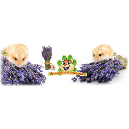 Knaagdier Kruidenier Getrockneter Lavendel für Hamsterscaping