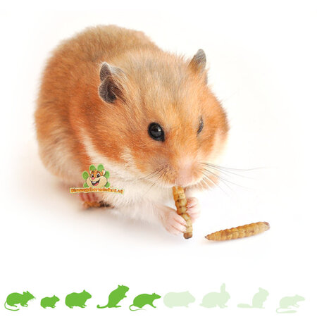 Mealberry Little One Getrocknete Mehlwürmer für kleine Nagetiere und Vögel
