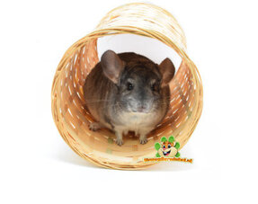 Tunnels pour chinchillas