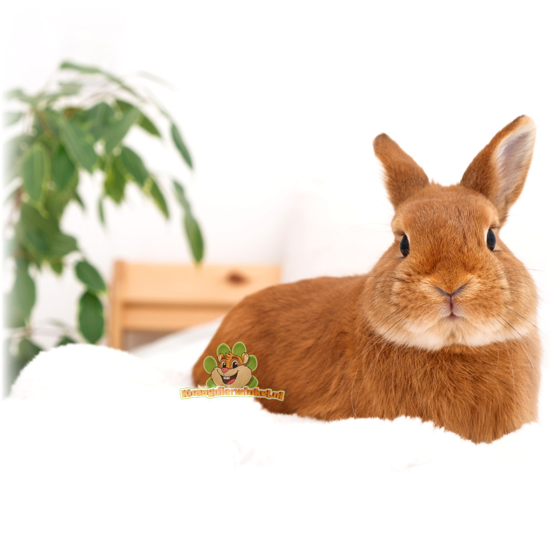 pokój dla królika daje królikowi dużo swobody