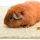 Hugro Hemp Mat for Rodents & Rabbits!