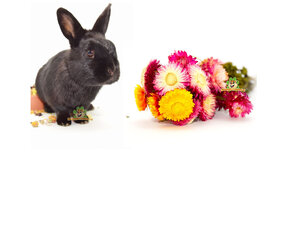 Lapins, herbes aromatiques, fleurs