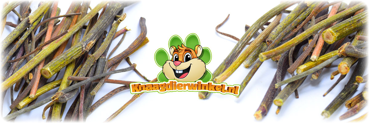 Echinacea-Zweige, Stängel, Nagermaterial für Nagetiere und Kaninchen