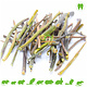 Echinacea Stems