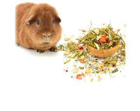 Gedroogde Cavia Kruiden