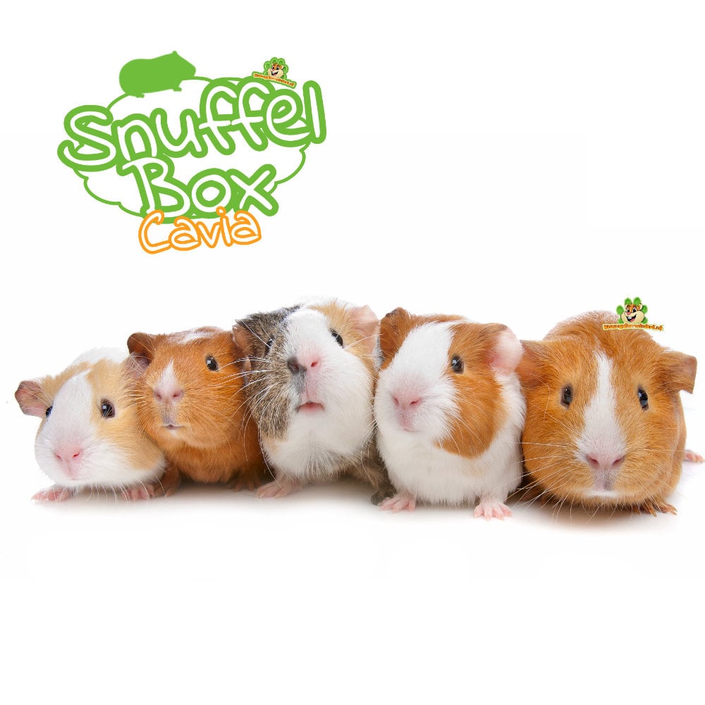 Cobaya con caja olfativa, hierbas y material para roer.