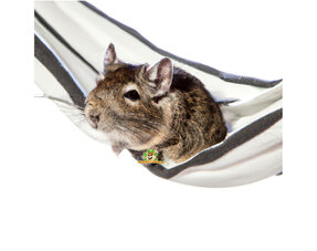 Degu Hammocks