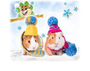 Meerschweinchen-Winterprodukte