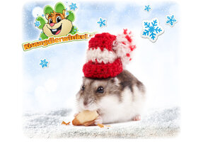 Winterprodukte für Hamster