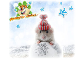 Ratten Winterprodukte