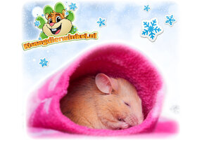 Mice Winter products