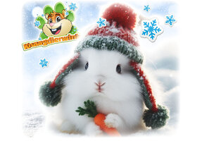 Produits d'hiver pour lapins