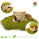 Hugro Auratus Cave Birch Wood Trunk for Small Rodents