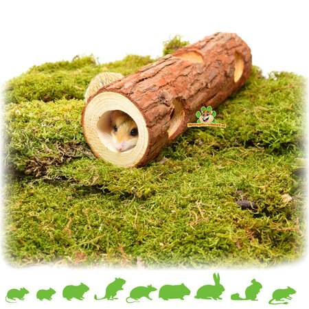 Tree Trunk Tunnel Brown