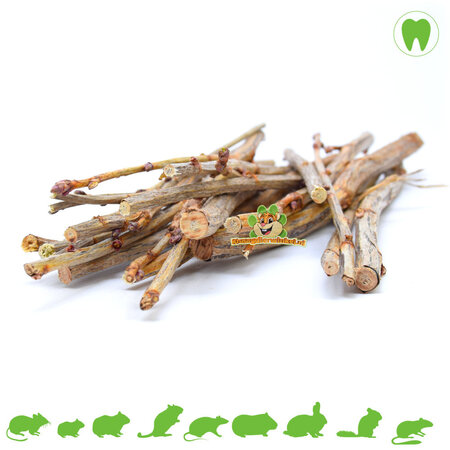 Gnaw Black Currant Branches