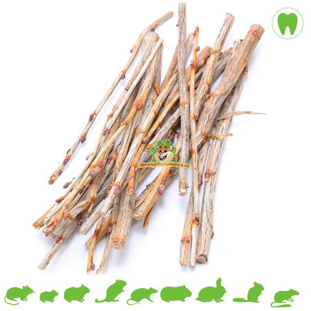 Obgryzaj gałęzie czarnej porzeczki