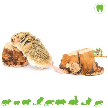 Knaagdier Kruidenier Chewing root Chewing wood from heather shrub root