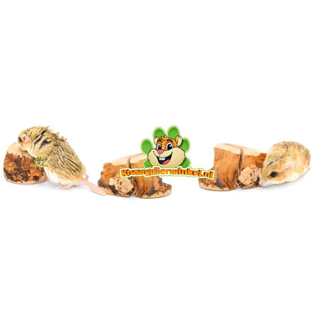 Knaagdier Kruidenier Gryząc korzeń Gryząc drewno