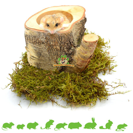 Auratus Cup Tree Pień 10 cm dla Gryzoni i Królików!