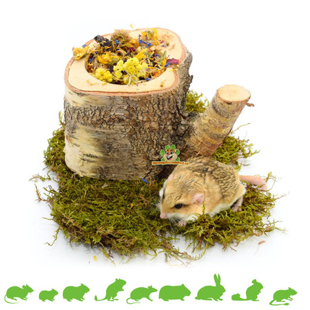 Auratus Cup Tree Pień 10 cm dla Gryzoni i Królików!