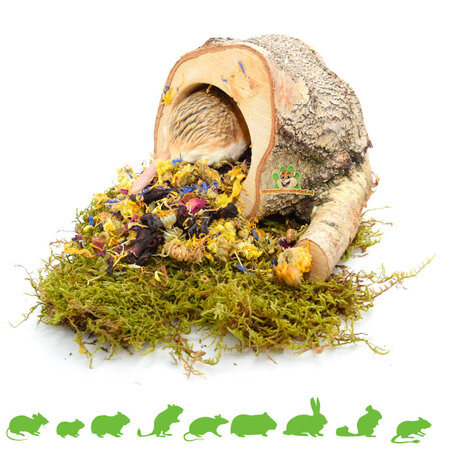 Auratus Cup Tree Pień 10 cm dla Gryzoni i Królików!