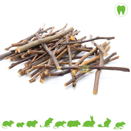 Chewing wood Pear branches
