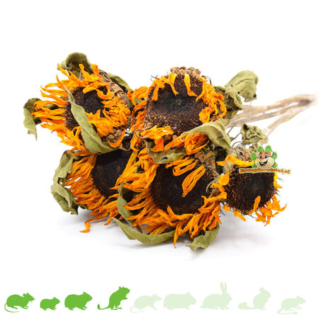 Knaagdier Kruidenier Récolte de tournesols séchés pour l'aménagement paysager des hamsters