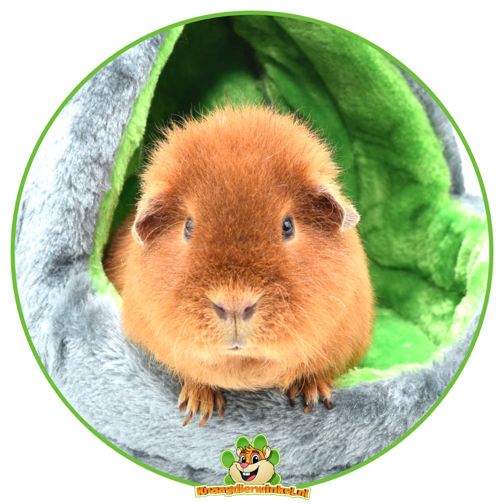 cavia in mand