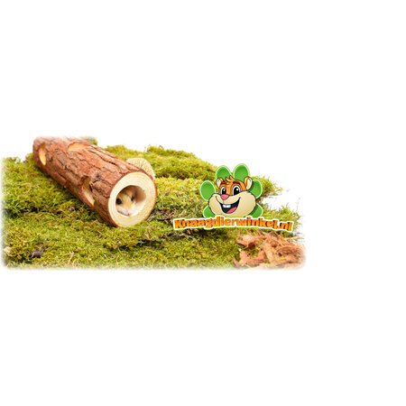 Tree Trunk Tunnel Brown