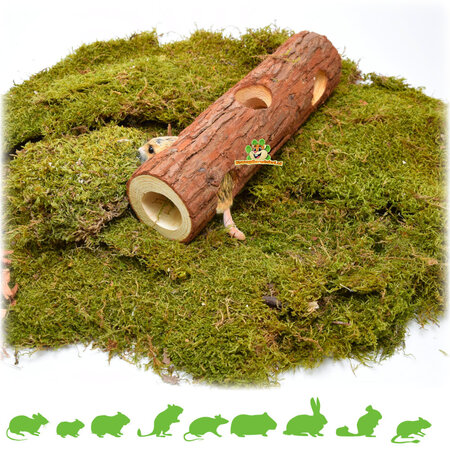 Tree Trunk Tunnel Brown