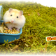 Hamtaro Eating & Drinking System 15.5 cm