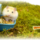 Hamtaro Futter- und Trinksystem 15,5 cm für Maus und Zwerghamster