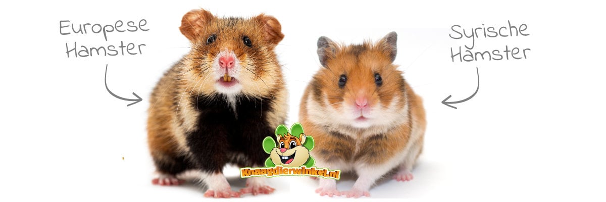 Hamster webshop voor Goudhamster Syrische Hamster, maar ook dwerghamsters | Alle hamster benodigdheden