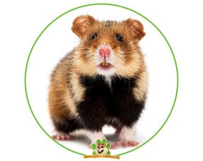 Hamster (Loup des Cornouailles)